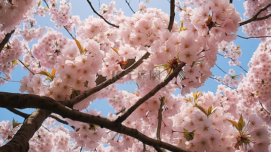 冬天梅花背景背景图片_樱花b ki yongku