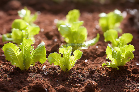 农业蔬菜背景图片_阳光明媚的日子里，健康的生菜在土壤中生长