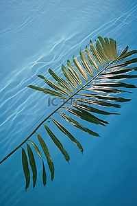 蓝色水面上棕榈叶的倒影