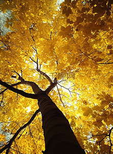 树顶背景图片_从树顶看到一棵黄叶树