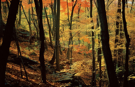 秋天背景图片_秋天的森林
