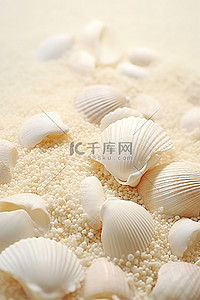 沙滩贝壳背景图片_白色的贝壳躺在白色沙滩背景附近的地板上