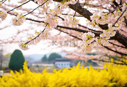 济州岛樱花摄影