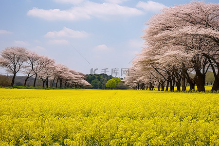一片令人惊叹的黄色田野，上面有一些粉红叶树