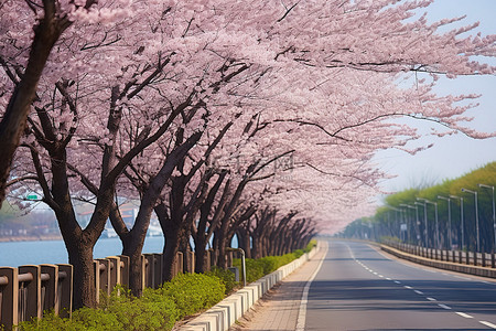 道路两旁种满了开花的树木