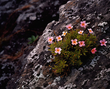 这些花长在岩石上