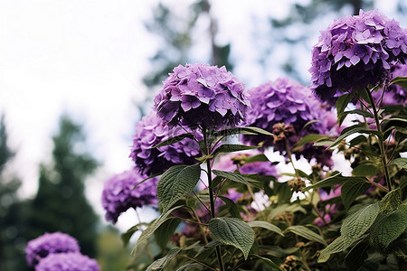 力度空前背景图片_森林和天空前的一丛紫色和黑色的花朵