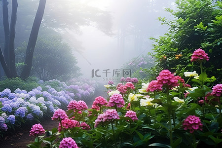 雾中色彩鲜艳的美丽花园