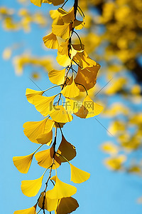 银杏树背景图片_银杏树的叶子挂在树上