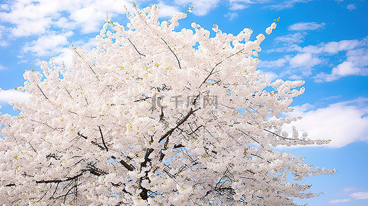 冬天梅花背景背景图片_盛开的樱花树pc92354867
