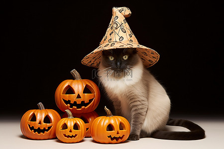 戴人节背景图片_戴着帽子的猫和南瓜