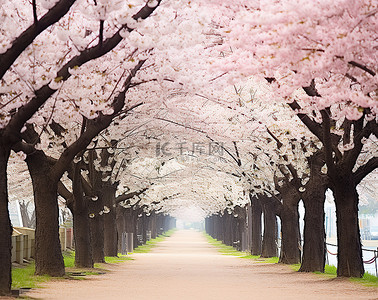 日本花背景图片_樱花公园 日本樱花盛开 川俣盛开