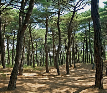 韩国的松林