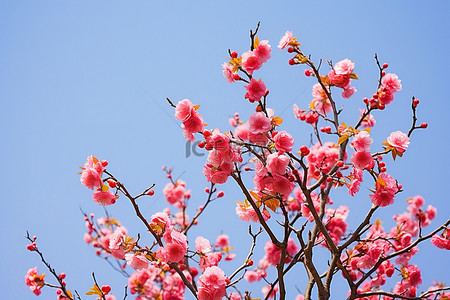 一棵开满鲜花的树在蔚蓝的天空中绽放