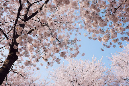 花卉樱花背景图片_一张照片显示高耸的树木和盛开的粉红色樱花