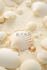 白色的贝壳躺在白色沙滩背景附近的地板上