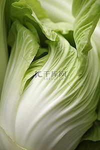 卷心菜毛虫背景图片_一块健康的绿色卷心菜的特写