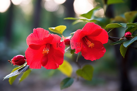 晴空坠长兴背景图片_两朵红花在叶子和地面上的阳光下开花