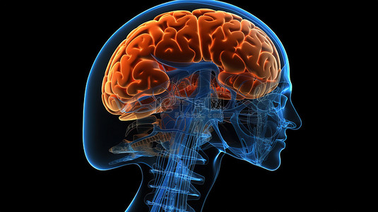 扫描图像背景图片_男性大脑 3d 渲染，在医学图像中突出显示额叶