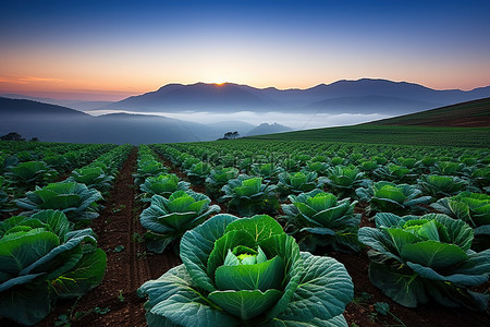 辣白菜面背景图片_太阳从白菜地后面升起