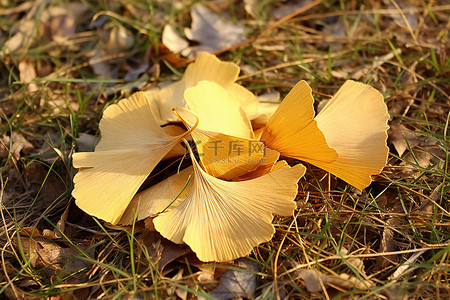 秋天躺在地上背景图片_银杏叶躺在草地上