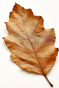 秋天落叶枫叶背景图片_白色表面上有一片棕色叶子