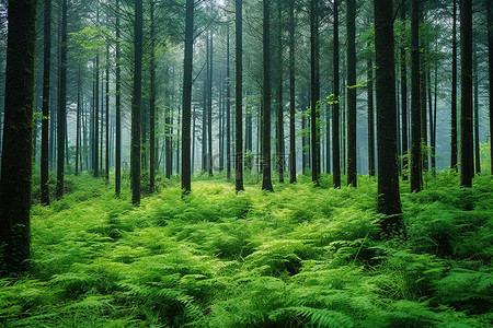 夏天公路绿色背景图片_有高大树木和蕨类植物的绿色森林