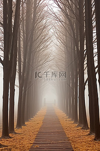 雾天里树木丛生的木路