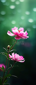 池塘花背景图片_天然池塘中粉红色小花的照片