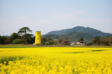 油菜花田背景背景图片_一片开满黄色花朵的田野，左边有一座塔