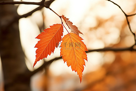 秋天树叶的背景图片_秋天树叶的树上的叶子图像