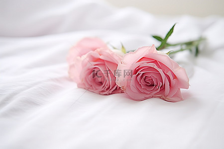 围在脖子上的毛巾背景图片_玫瑰躺在白色的床上，上面有白色的毛巾