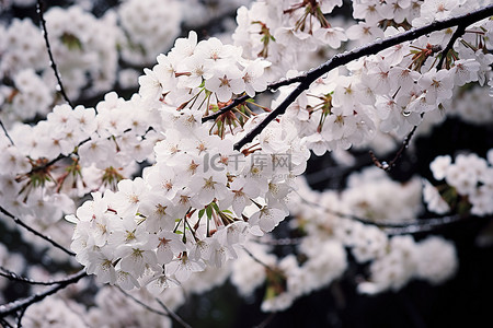 白色的花朵背景图片_樱花树枝上开满了白色的花朵