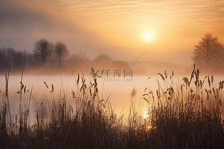 太阳升起在湖和芦苇上