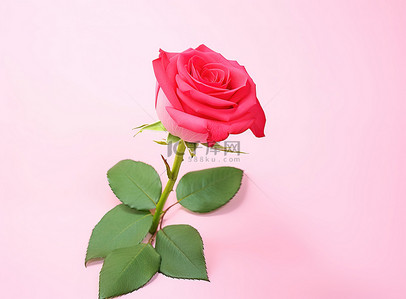 白色背景上粉红色表面上的一朵玫瑰