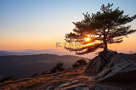 时背景背景图片_太阳落山时，一棵树躺在荒野中