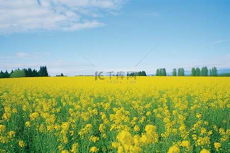 春天背景图片_一片黄色开花植物的田地