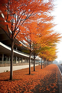 秋天落叶街道背景图片_两个混凝土体育场之间的路上秋天的树木