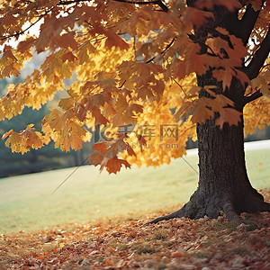 公园里一棵树上的棕色叶子