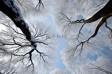 青森县日元县的冷枝和绿雪
