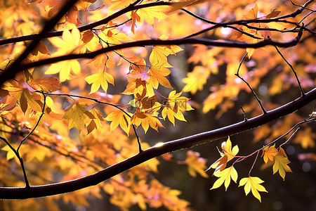 叶子变黄变红变褐背景图片_秋天的阳光下，叶子变黄了