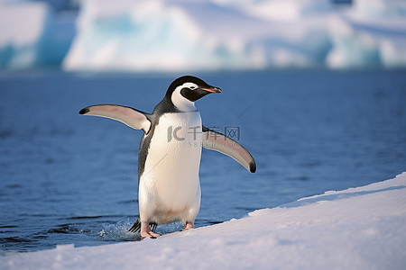 冰上嬉戏背景图片_企鹅站在靠近水的冰上