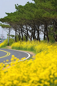 乡村道路周围的黄色花朵