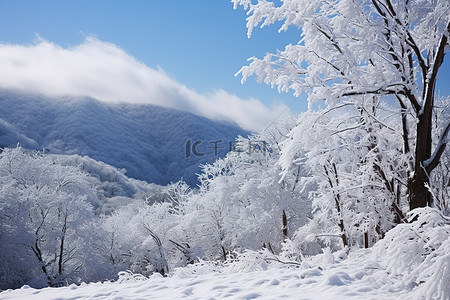 山坡上的树枝被雪覆盖