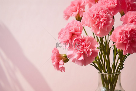 母亲节的康乃馨背景图片_一个透明的花瓶里有粉红色的康乃馨