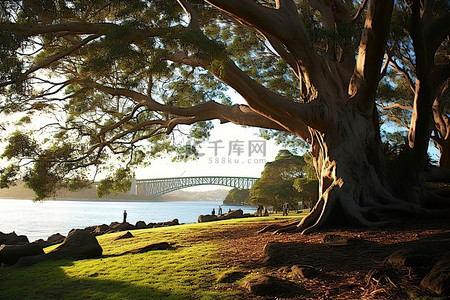 悉尼海港大桥树