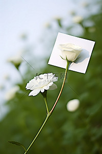 我爱你背景图片_我爱你一朵白花上的卡片