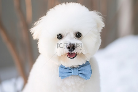 一只在雪边戴着灰色领结的白狗