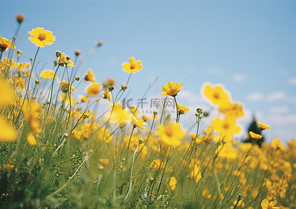 一群黄色的花朵一起生长在田野里