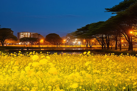 旁边的田野被黄色的花朵照亮